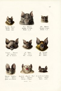 Different Kinds Of Bats, 1824 by Karl Joseph Brodtmann